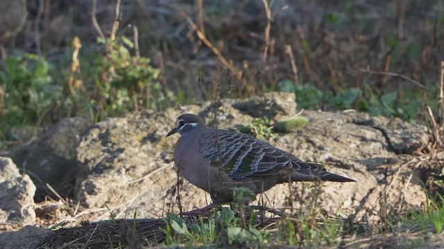 Common Bronzewing - ML638600355