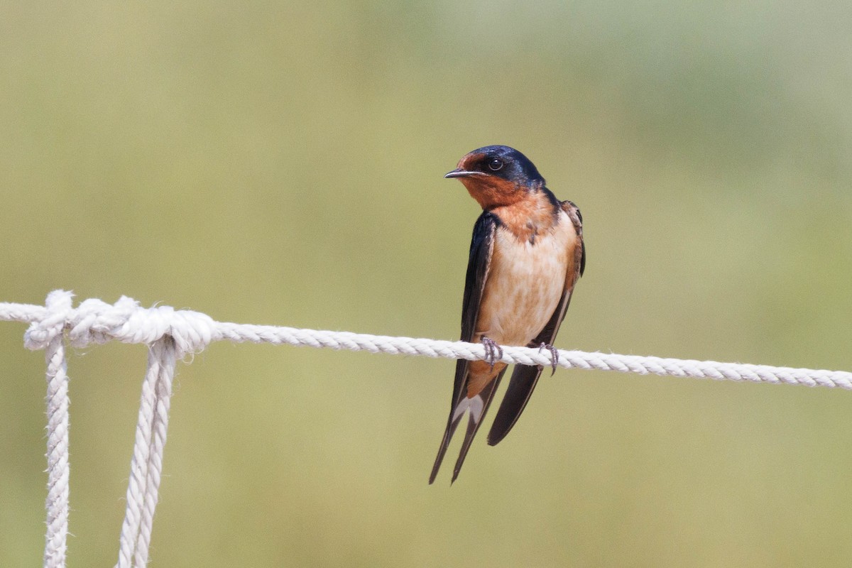 Barn Swallow (American) - ML638600356