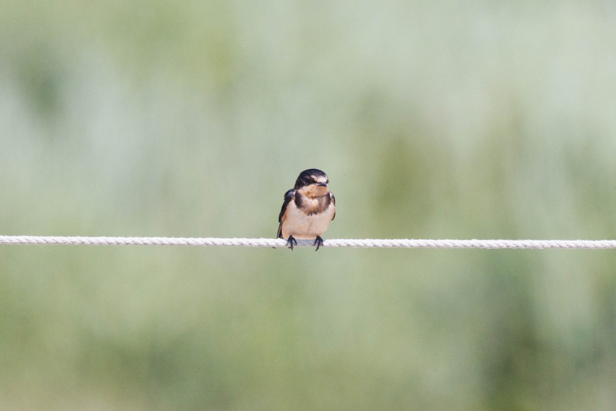 Barn Swallow (American) - ML638600357