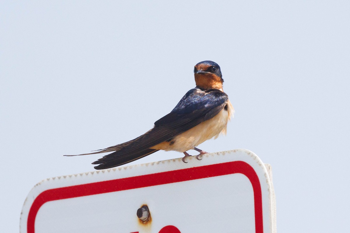 Barn Swallow (American) - ML638600358