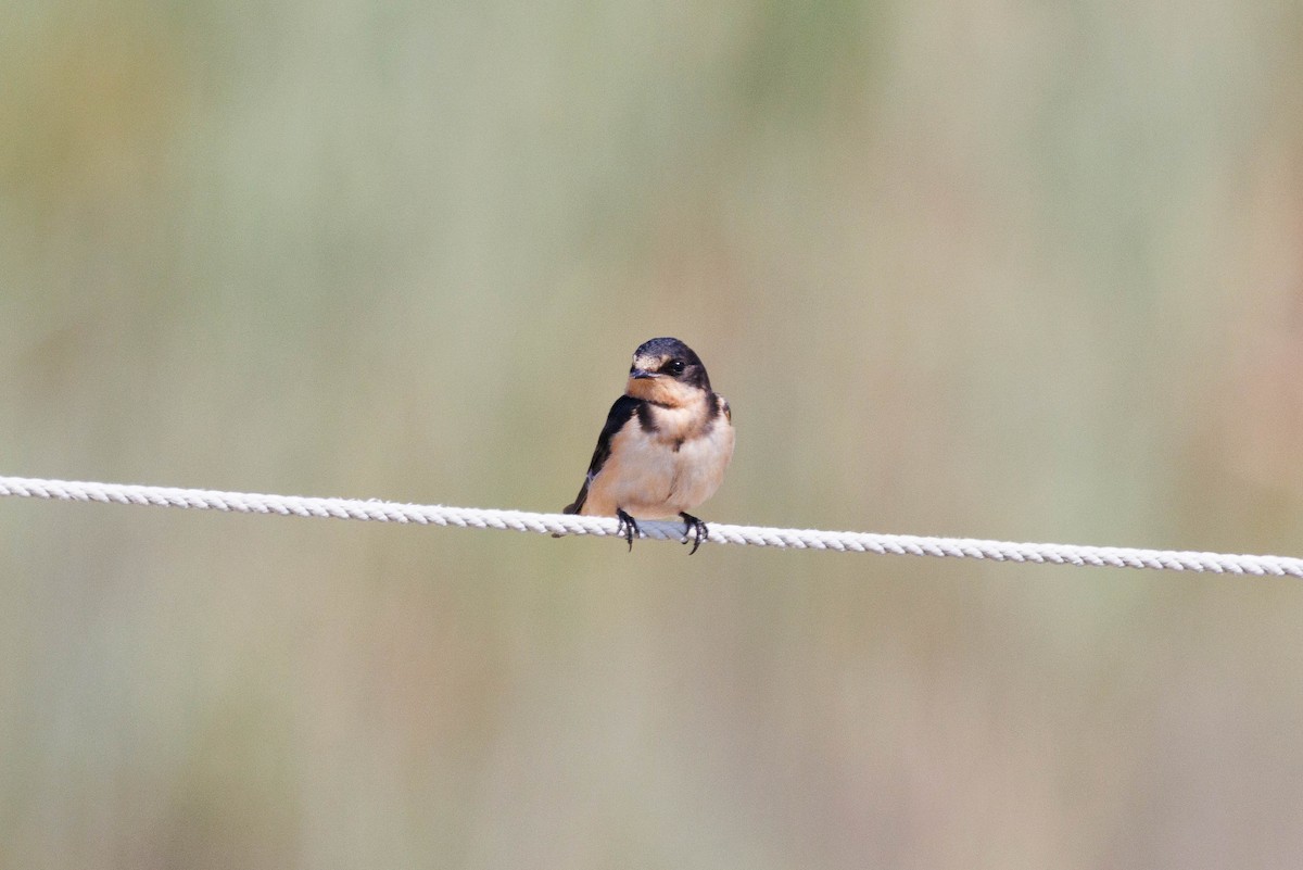 Barn Swallow (American) - ML638600359