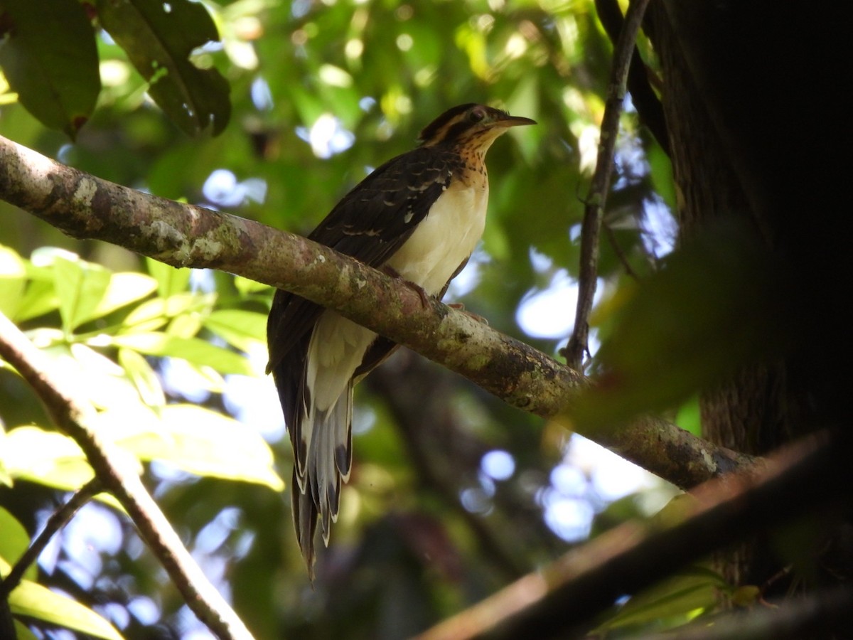 Pheasant Cuckoo - ML638600391