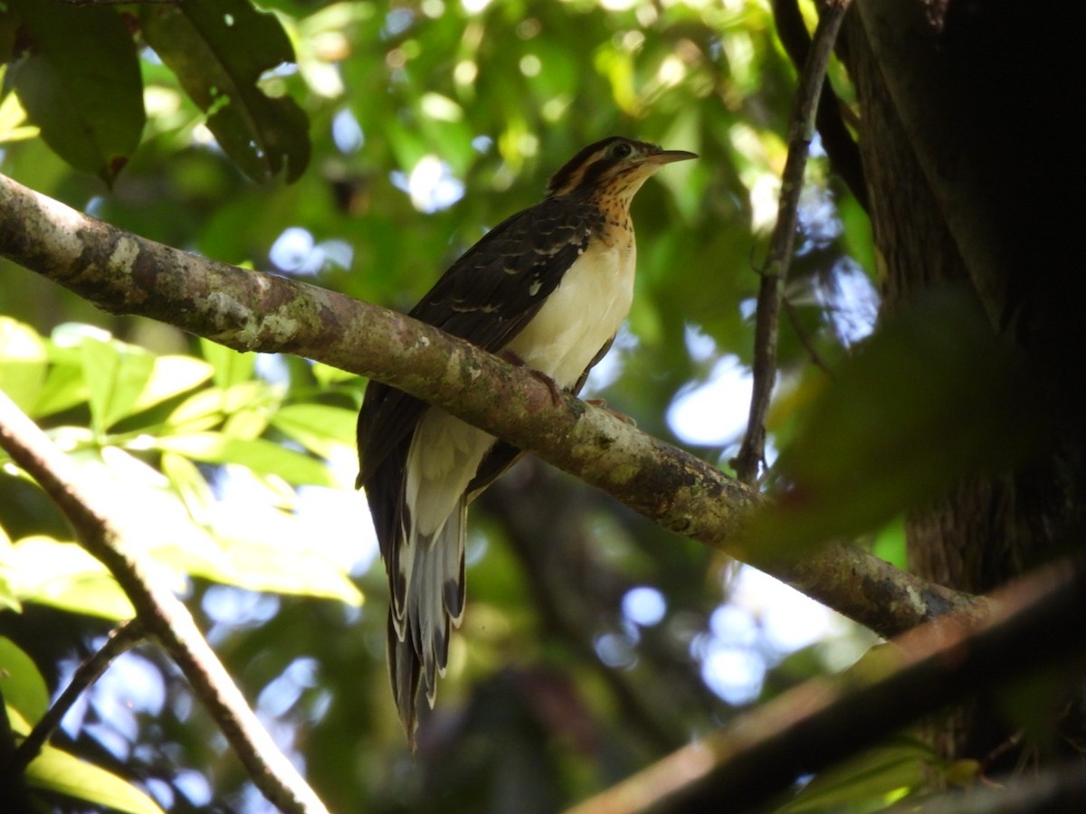 Pheasant Cuckoo - ML638600393