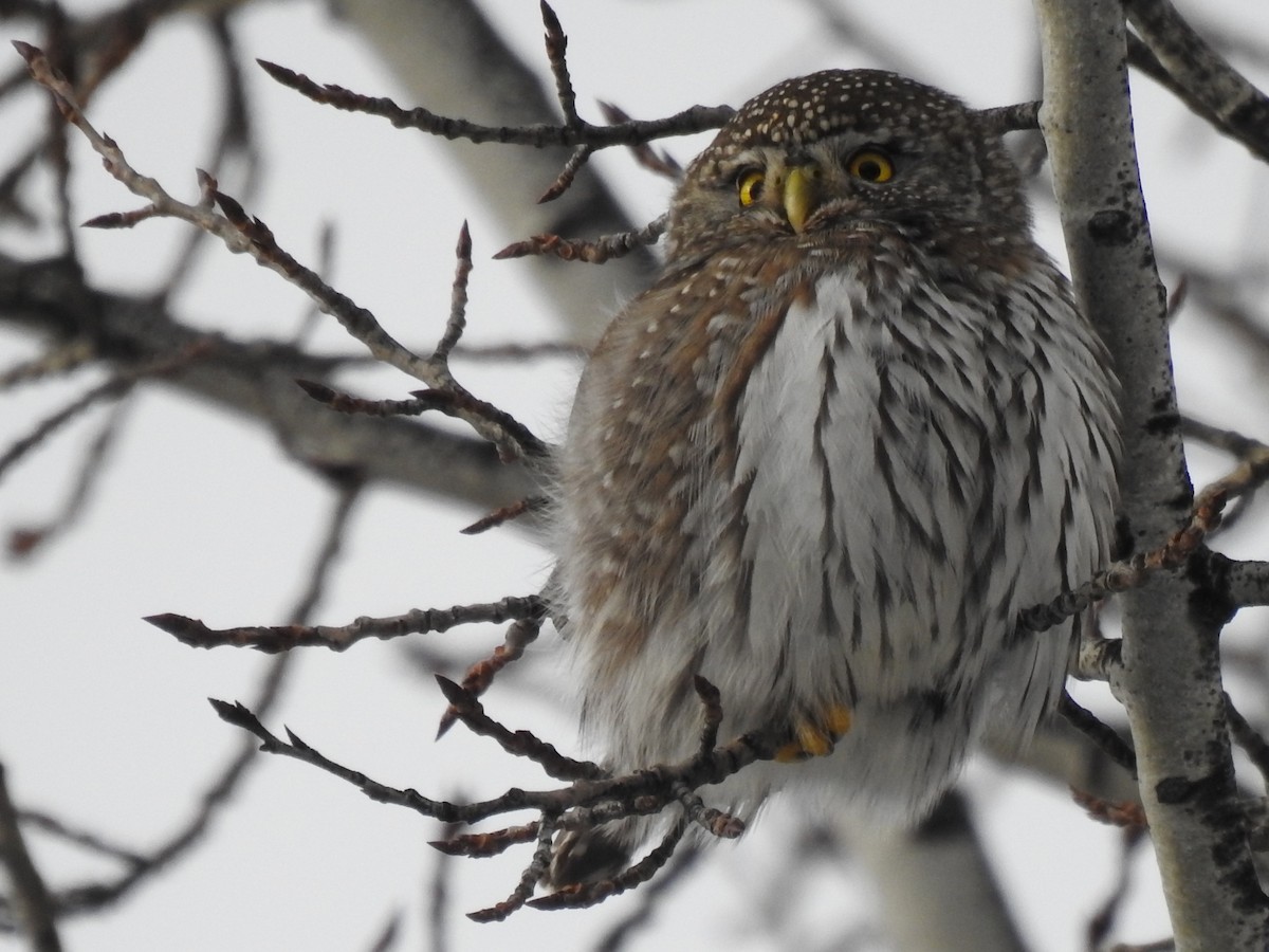 Northern Pygmy-Owl - ML638600397
