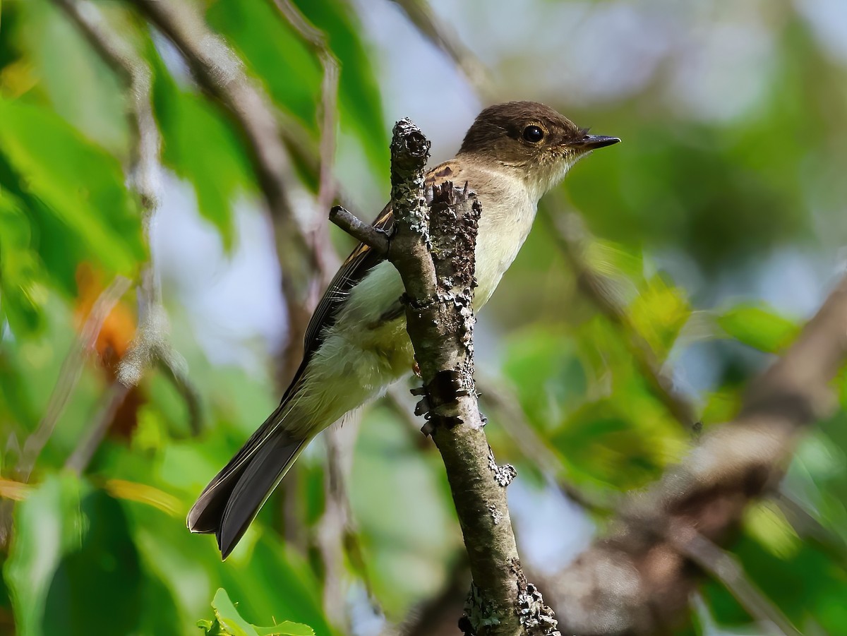 Eastern Phoebe - ML638600403