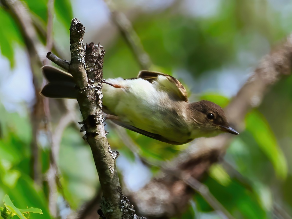 Eastern Phoebe - ML638600404