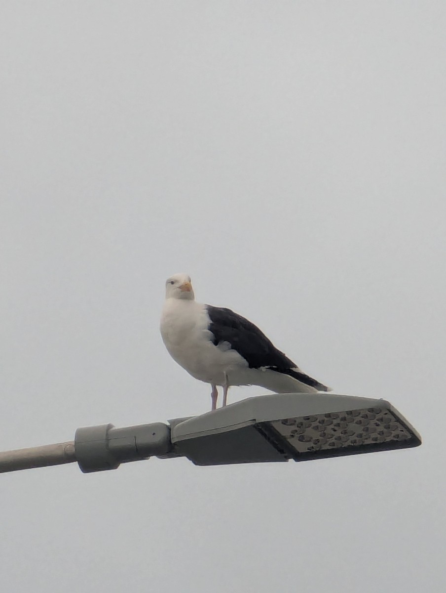 Great Black-backed Gull - ML638600423