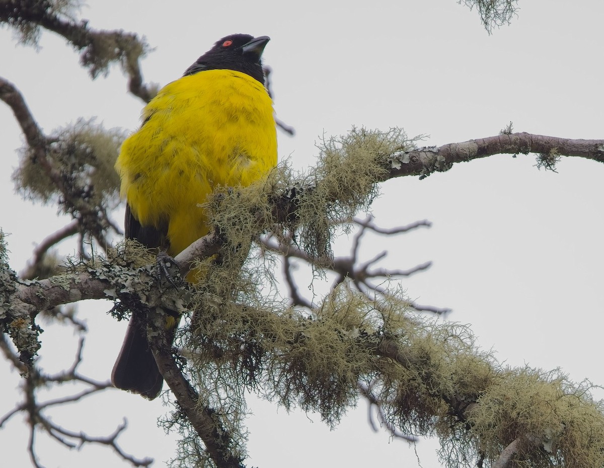 Hooded Mountain Tanager - ML638600435