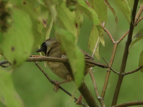 Common Yellowthroat - ML638600450