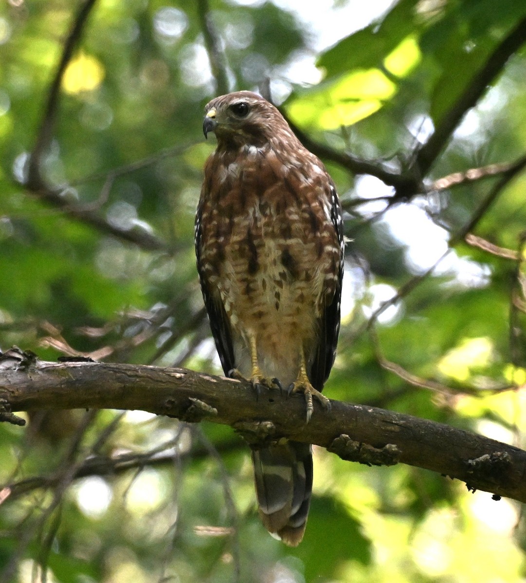 Geniş Kanatlı Şahin - ML638600467
