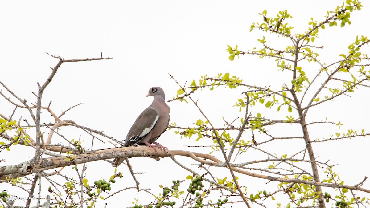 Bare-eyed Pigeon - ML638600474