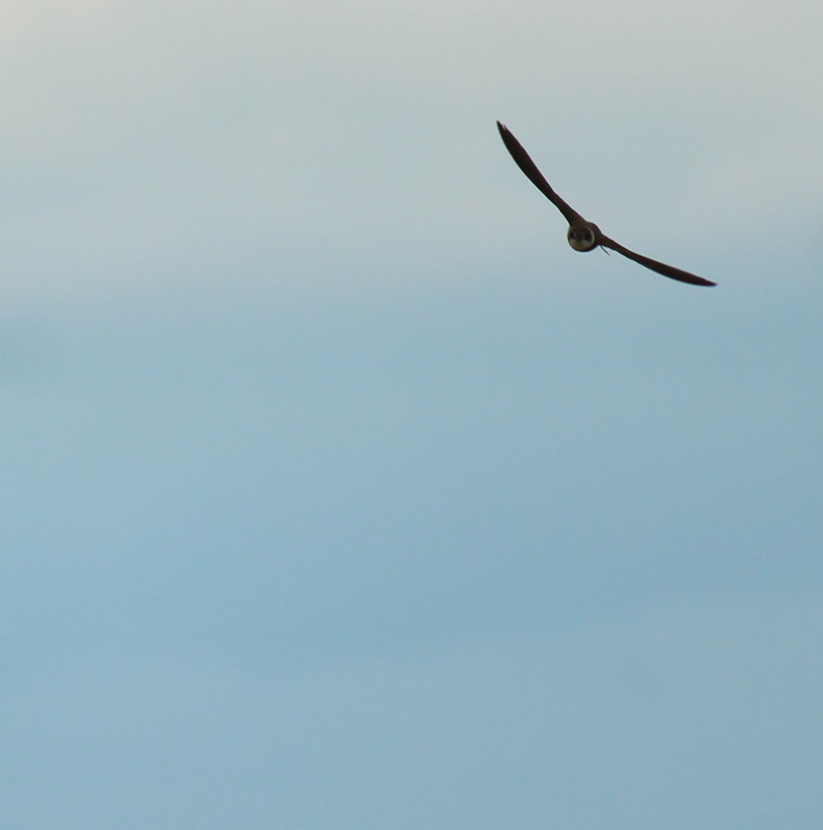Bank Swallow - ML638600496
