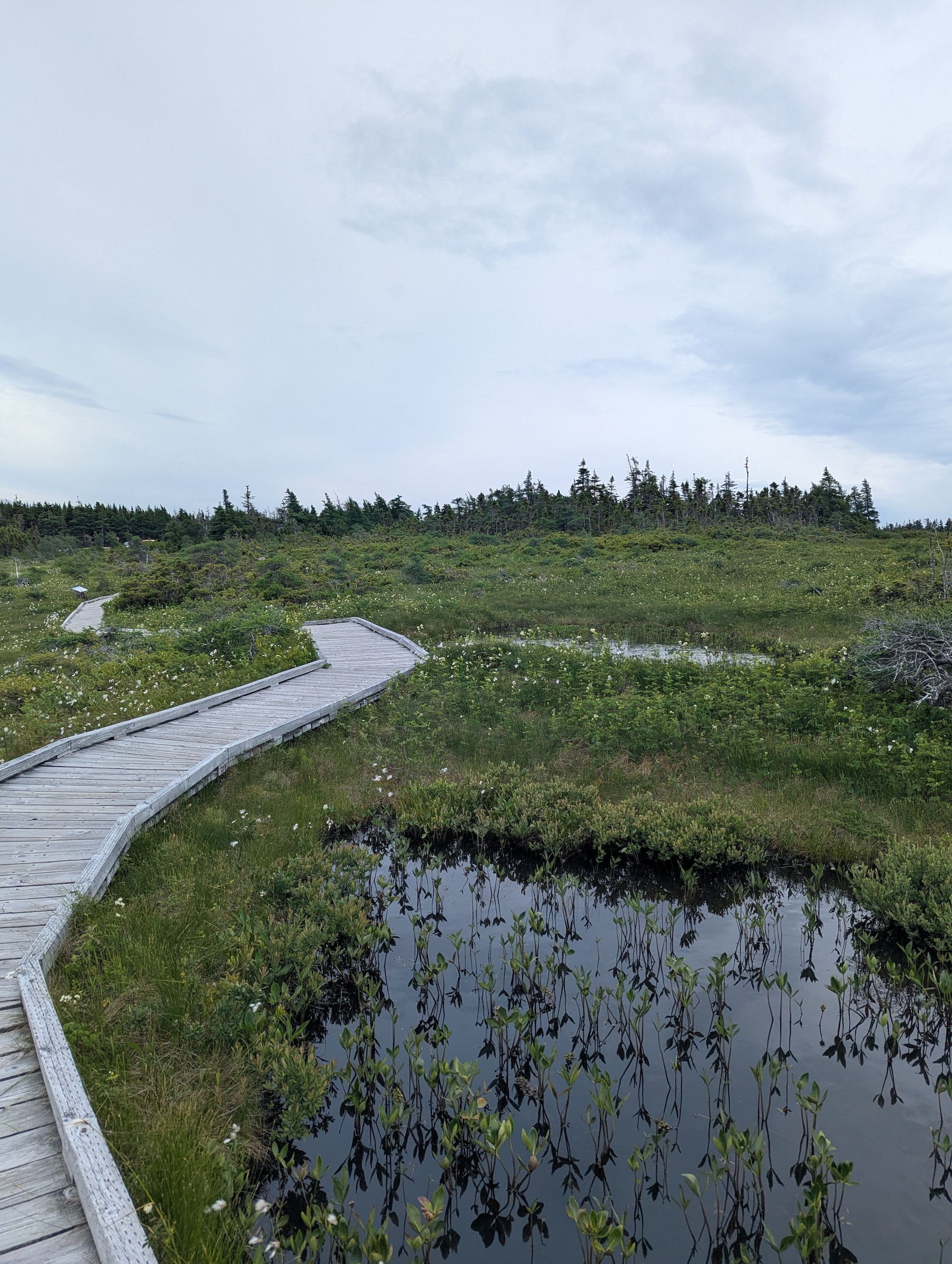 Cape Breton Highlands NP--Bog Trail - Inverness, Nova Scotia, Canada ...