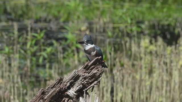Belted Kingfisher - ML638600509