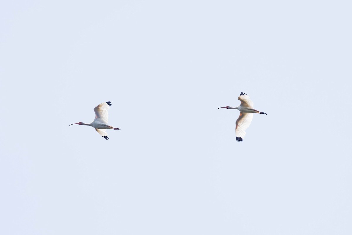 White Ibis - ML638600518