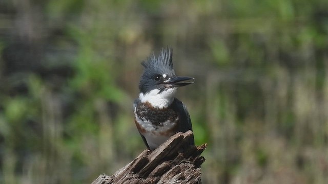 Belted Kingfisher - ML638600524