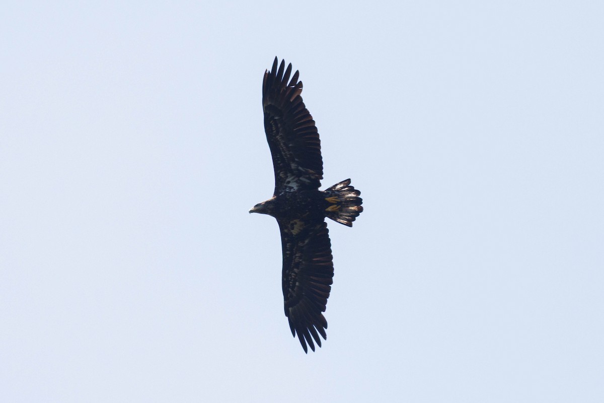 Bald Eagle - ML638600531