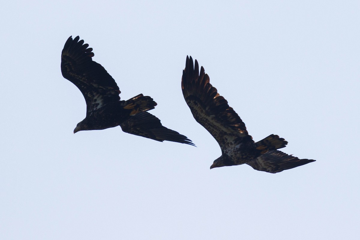 Bald Eagle - ML638600532
