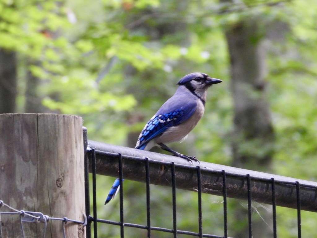 Blue Jay - ML638600536