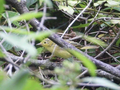 Yellow Warbler - ML638600559