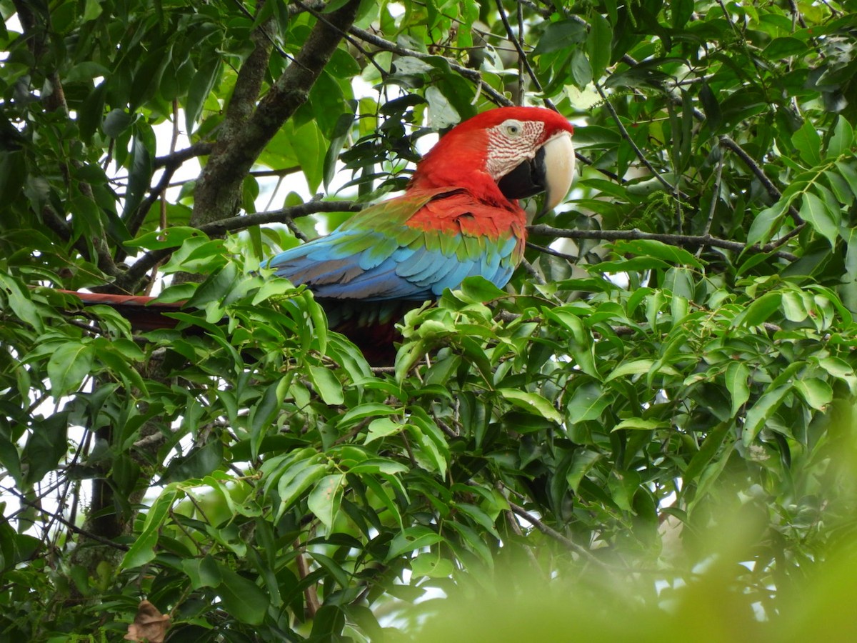 Red-and-green Macaw - ML638600567