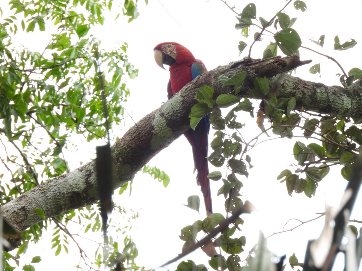 Red-and-green Macaw - ML638600568
