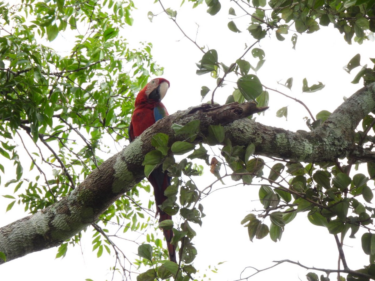 Red-and-green Macaw - ML638600569
