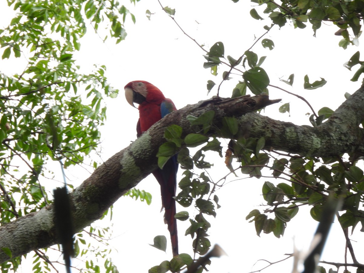 Red-and-green Macaw - ML638600570