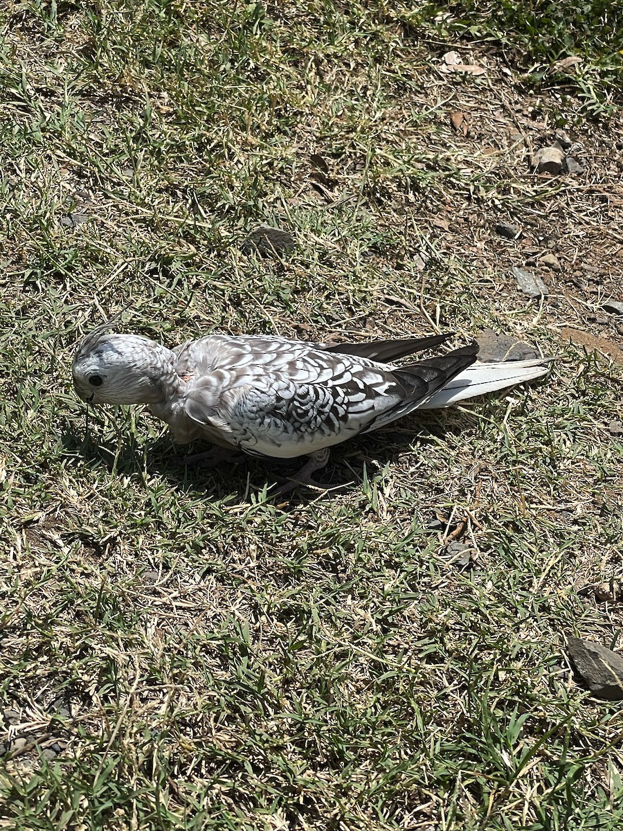 Cockatiel (Domestic type) - ML638600585