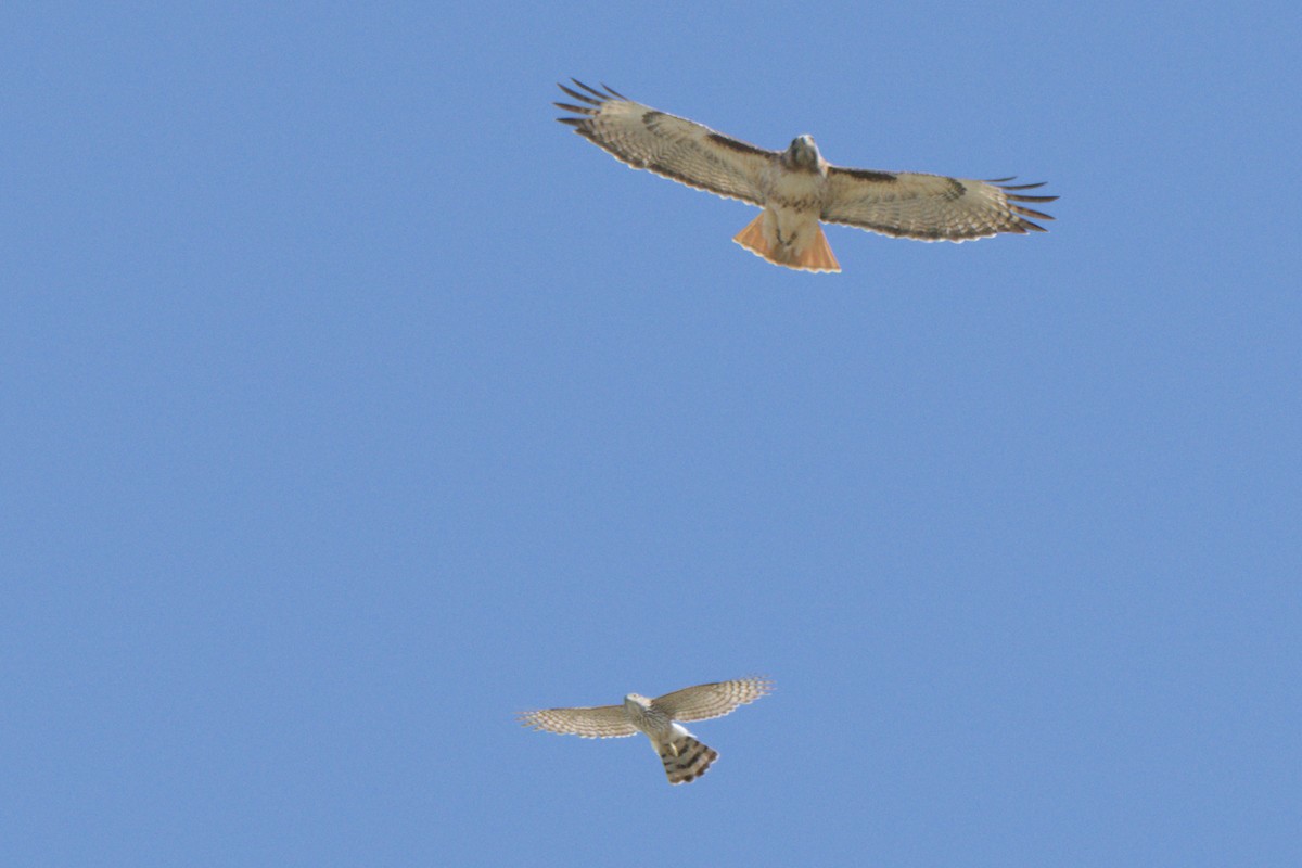 Cooper's Hawk - ML638600590