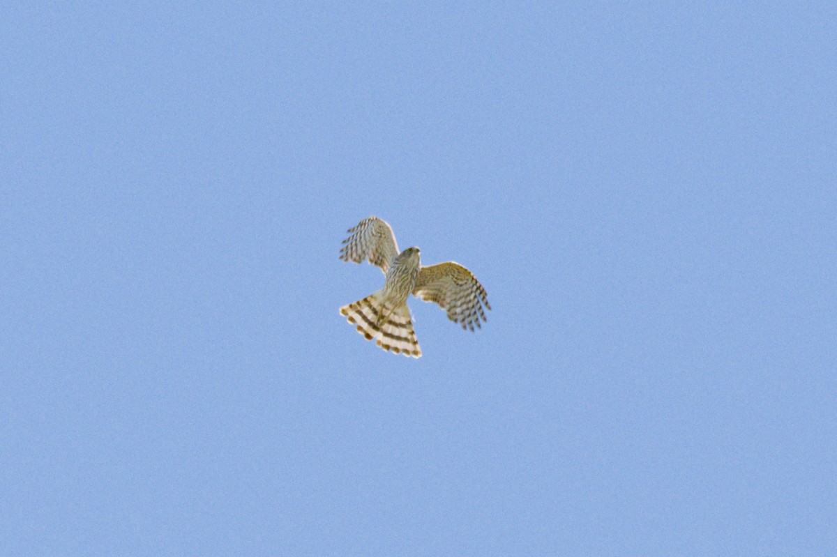 Cooper's Hawk - ML638600591
