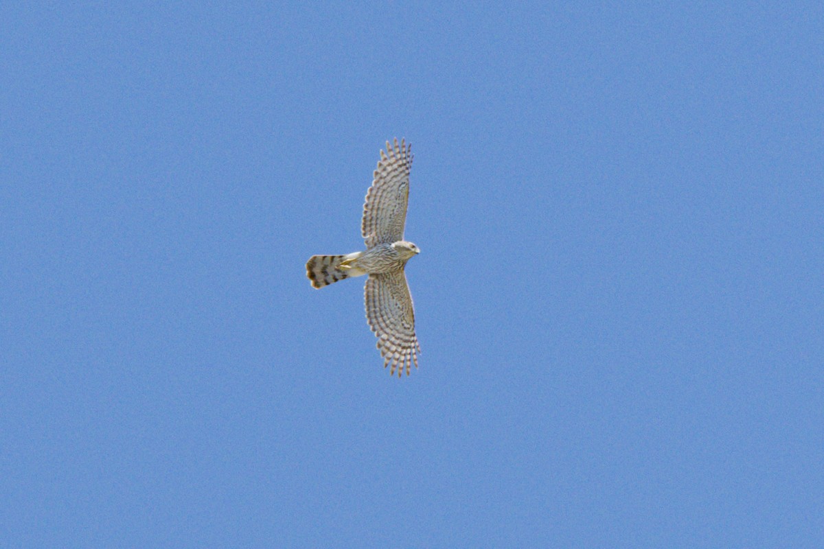 Cooper's Hawk - ML638600593