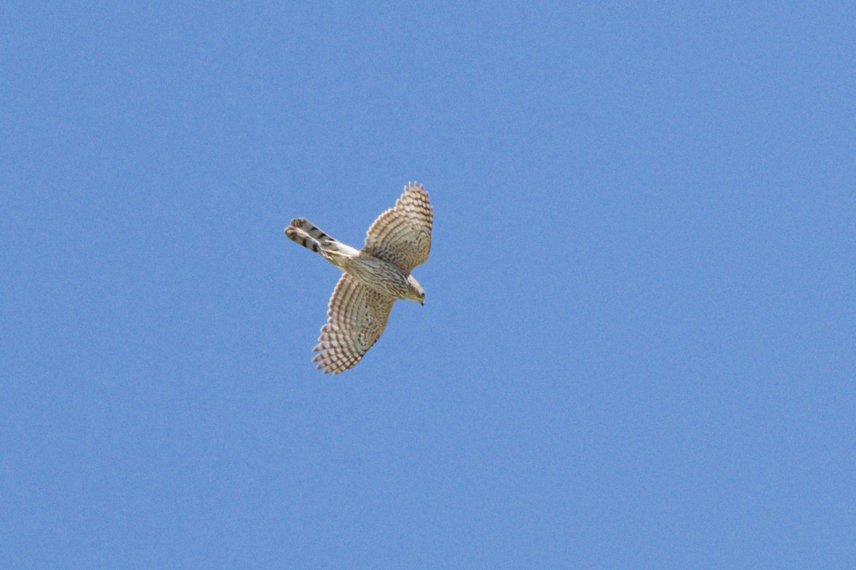 Cooper's Hawk - ML638600594
