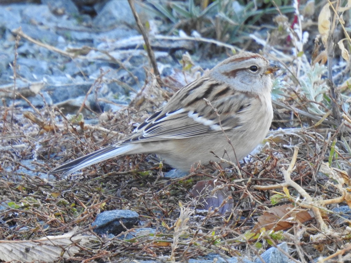 American Tree Sparrow - ML638600617