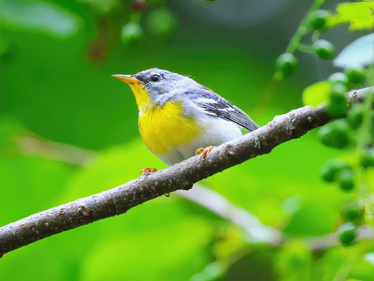 Northern Parula - ML638600632