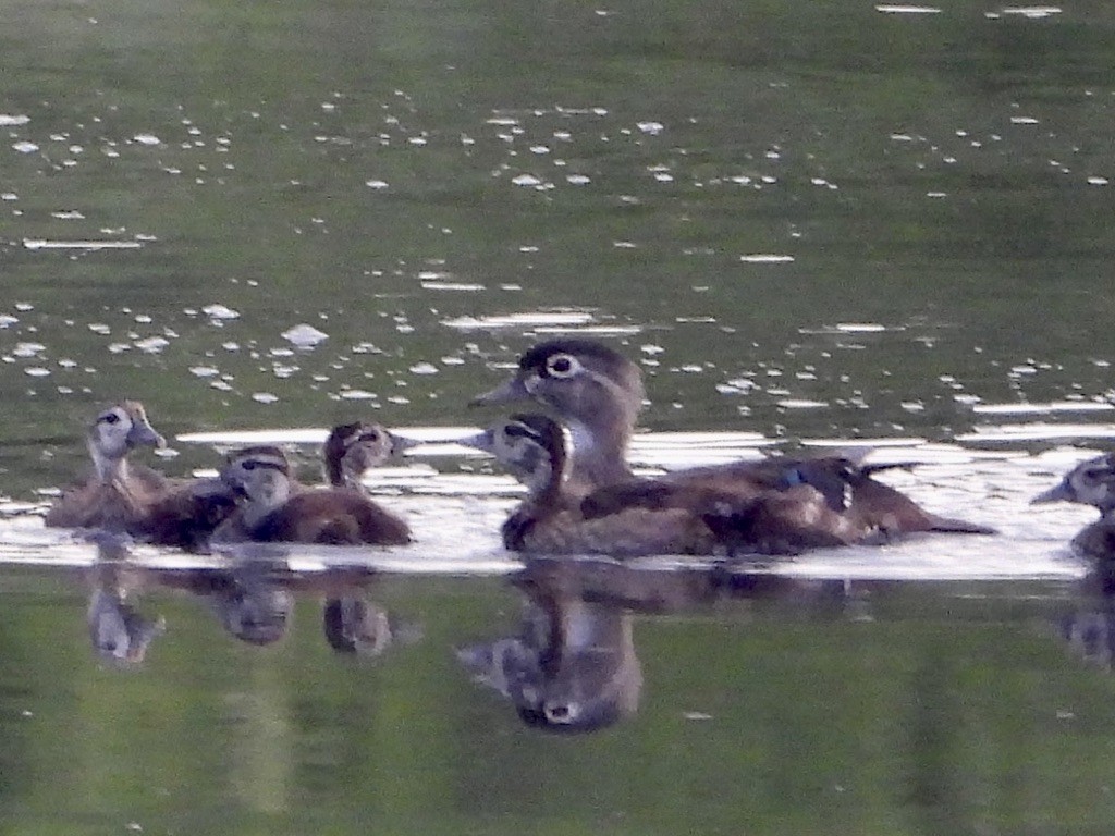 Wood Duck - ML638600663