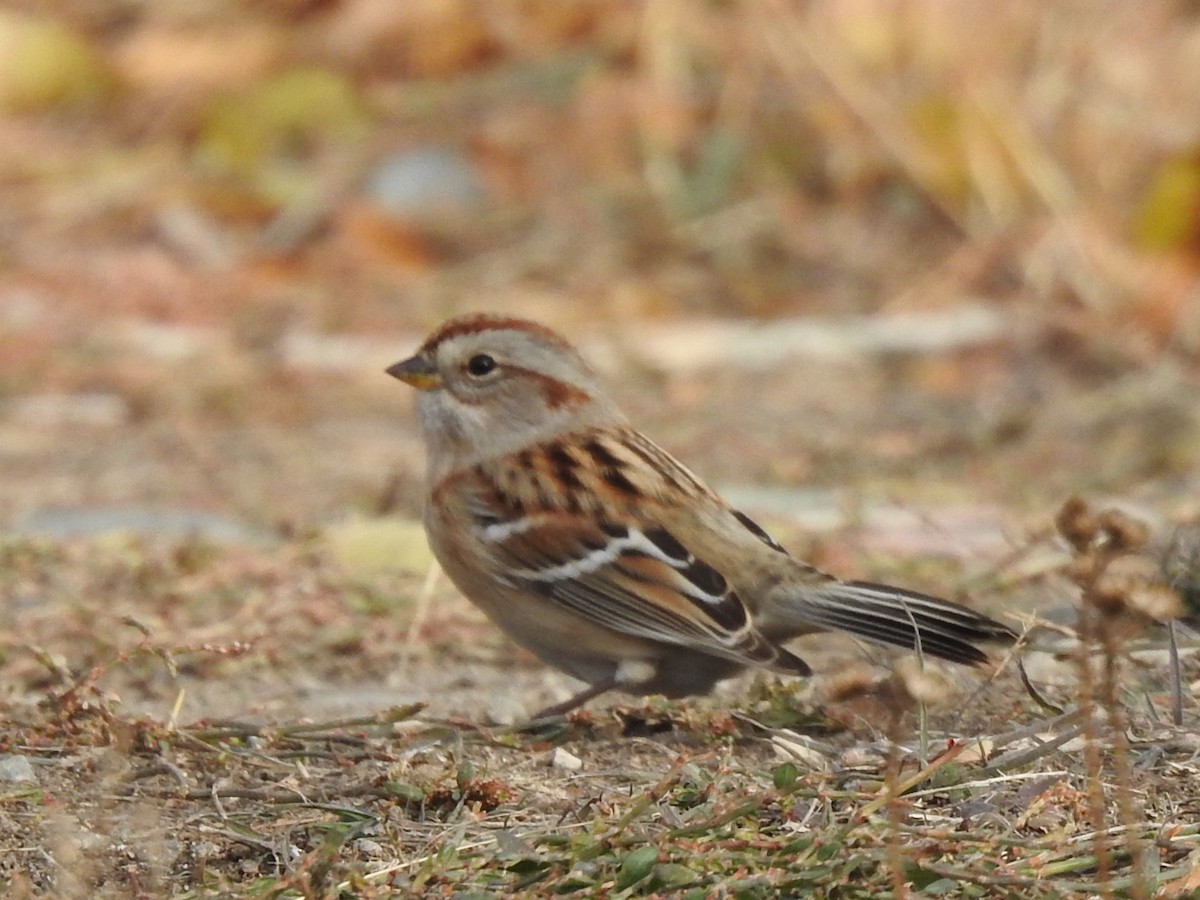 American Tree Sparrow - ML638600664