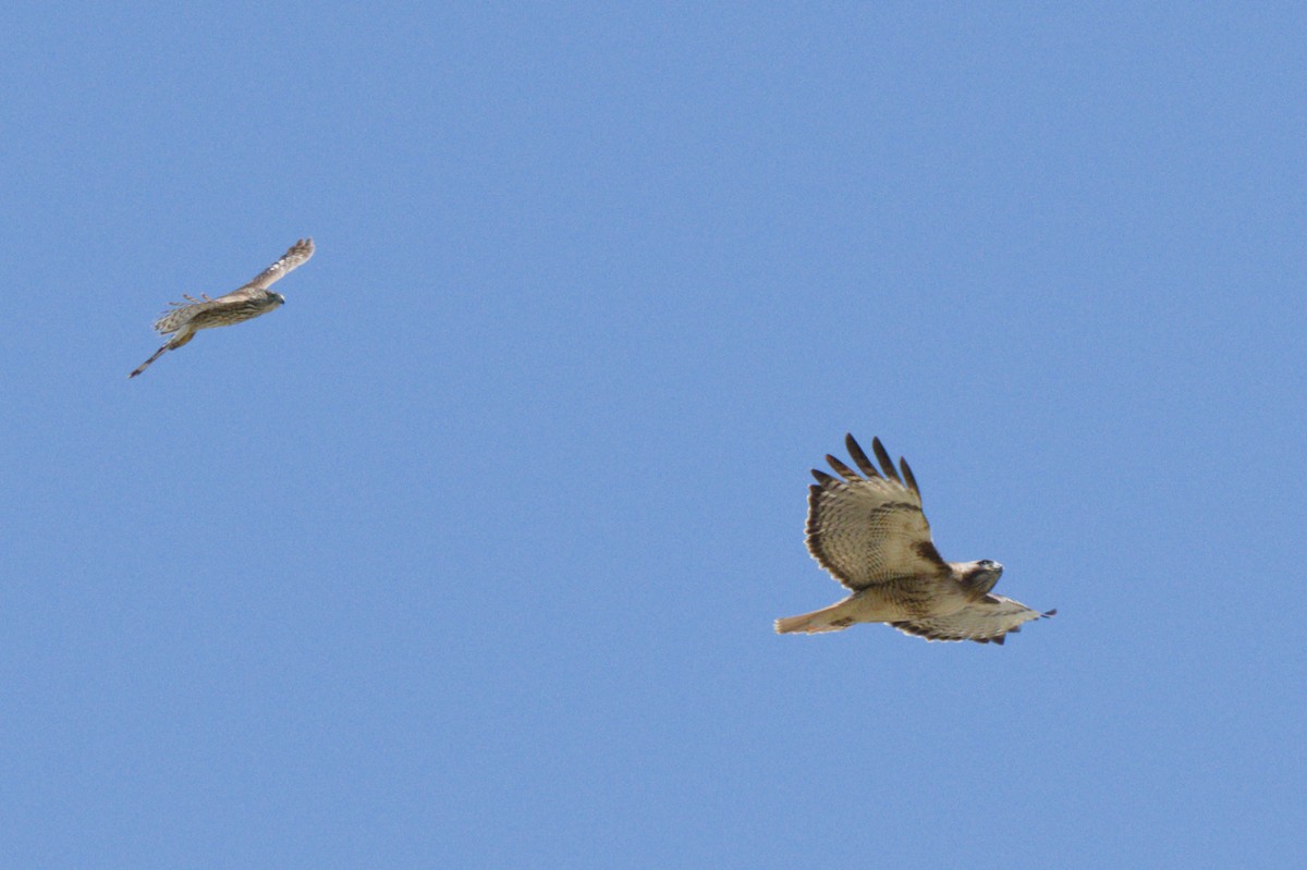 Red-tailed Hawk - ML638600684