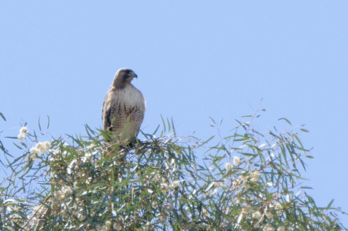 Red-tailed Hawk - ML638600685