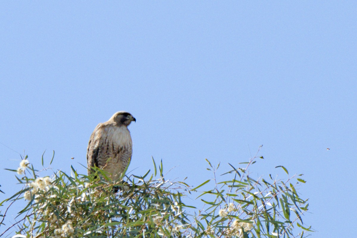 Red-tailed Hawk - ML638600688