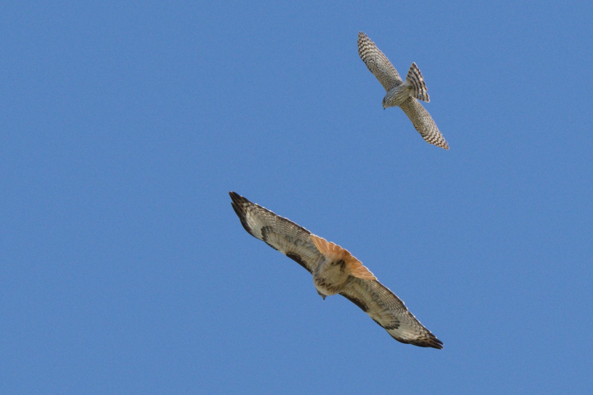 Red-tailed Hawk - ML638600691