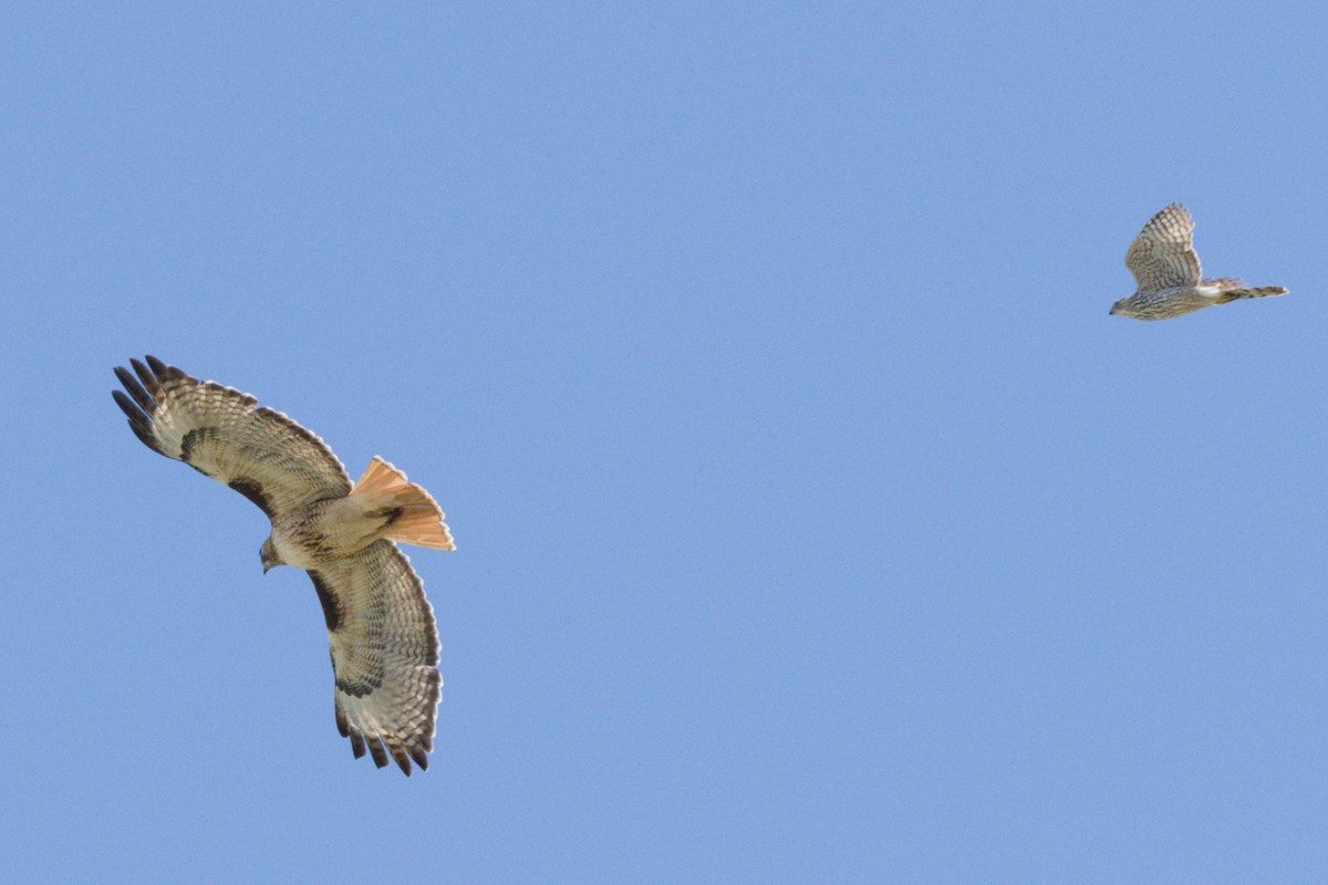 Red-tailed Hawk - ML638600692