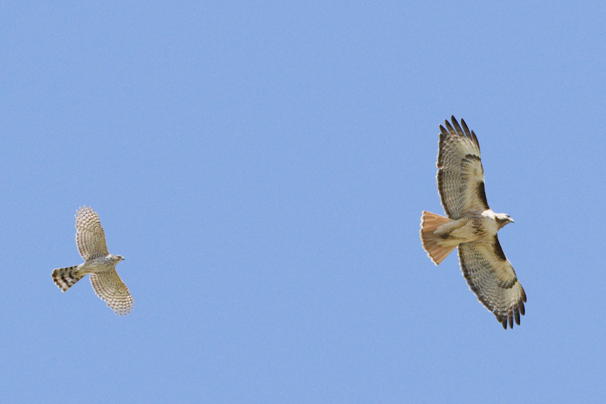 Red-tailed Hawk - ML638600693