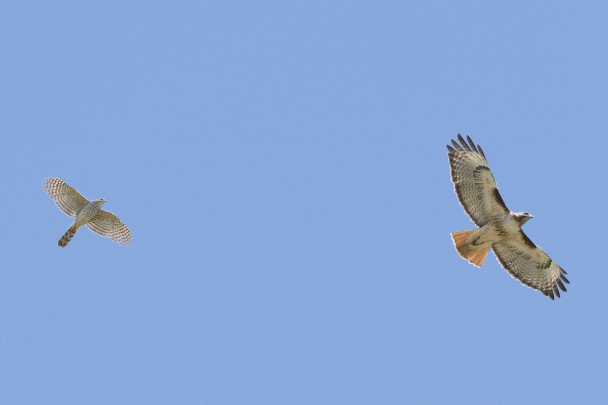 Red-tailed Hawk - ML638600694