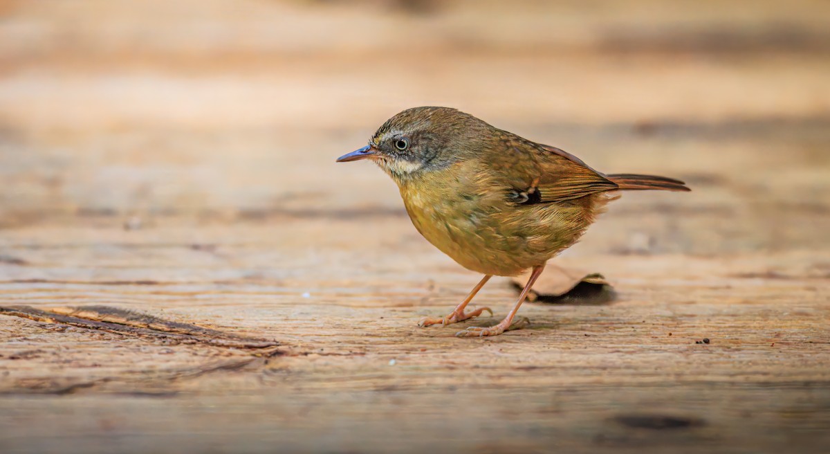 White-browed Scrubwren (White-browed) - ML638600699