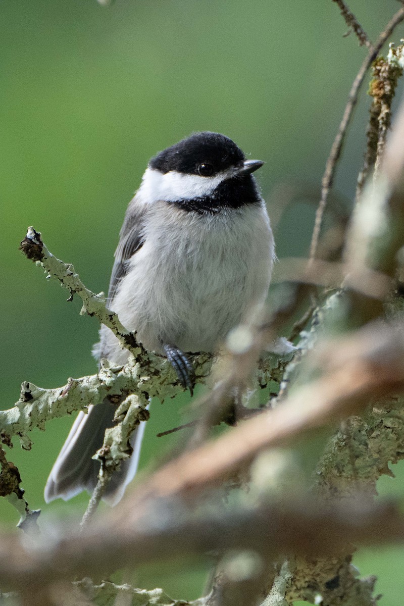 Black-capped Chickadee - ML638600716