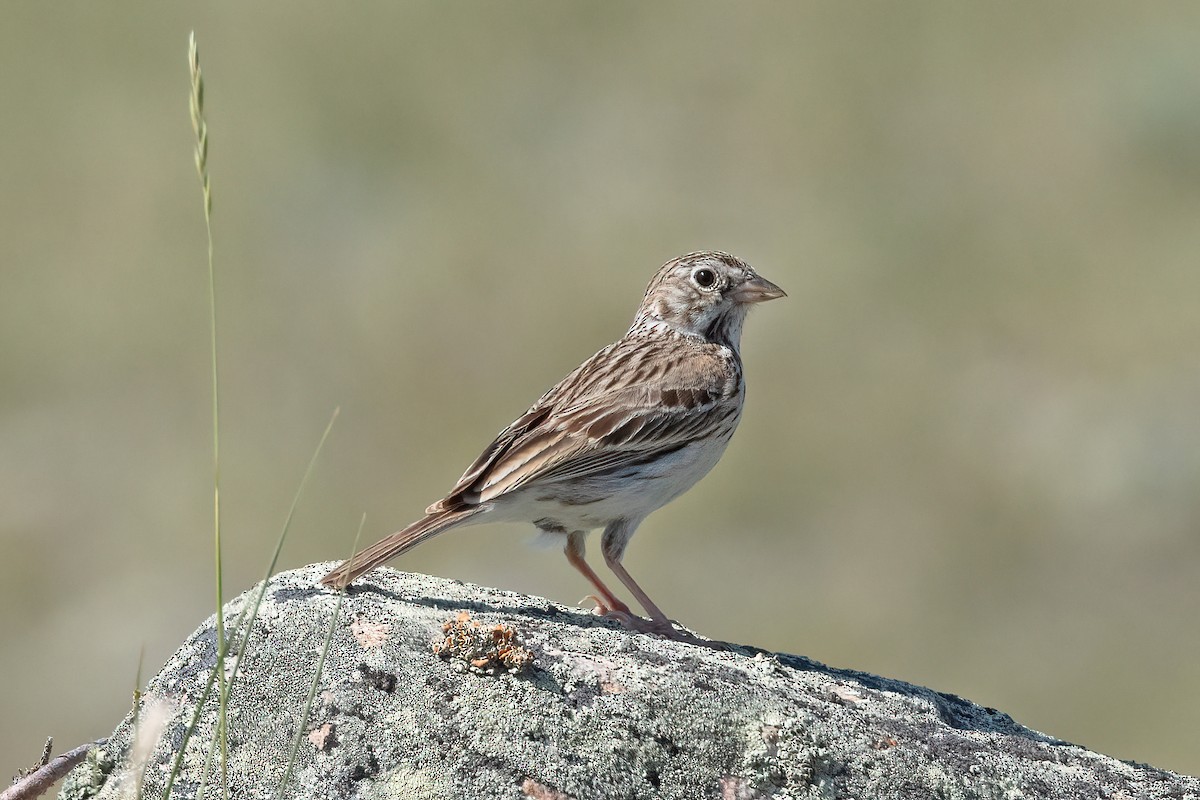 Vesper Sparrow - ML638600724
