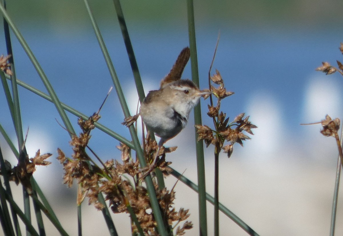 Marsh Wren - ML638600786