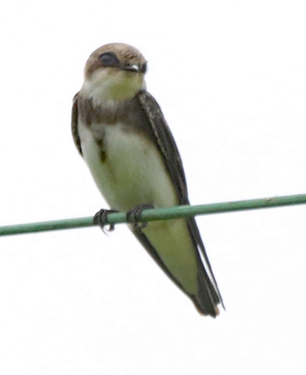 Bank Swallow - ML638600873