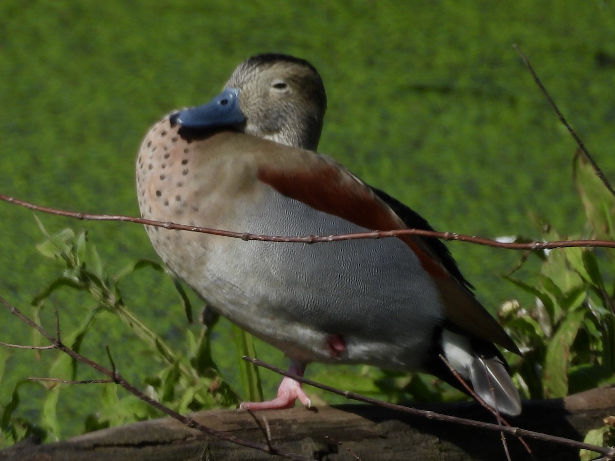 Ringed Teal - ML638600898
